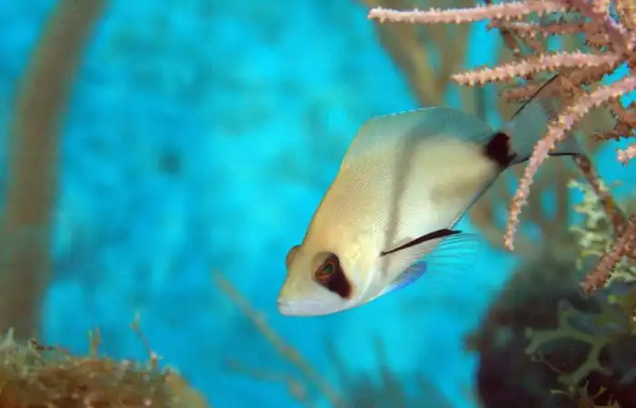 Рыба-гамлет: Каждая рыба и мальчик, и девочка одновременно. Уникальная стратегия, при которой рыбы постоянно меняются полами