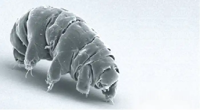 6 животных, которые переживут любой апокалипсис и ядерную войну: рассказываю про их удивительную живучесть