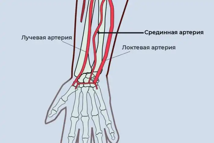 Продолжает ли человек эволюционировать? Как мы будем выглядеть в будущем с научной точки зрения? Объясняю просто