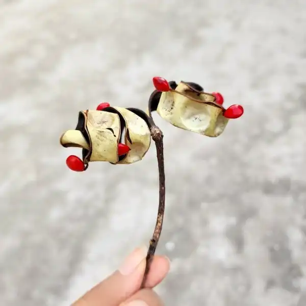 Необычные растения из разных стран, которые удивляют своим внешним видом