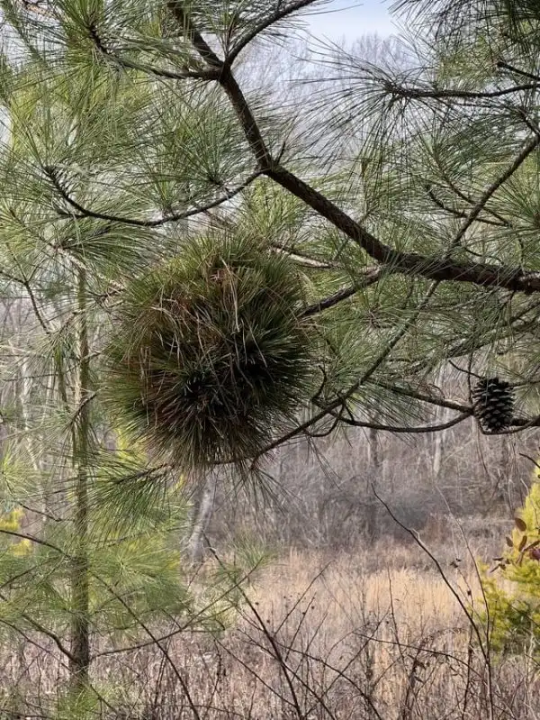 Необычные растения из разных стран, которые удивляют своим внешним видом