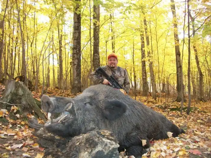Гигантские хрюши. Пять самых огромных кабанов, добытых охотниками