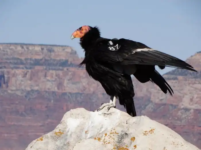 Партеногенез у калифорнийского кондора: Этой птице не нужно думать о паре на 14 февраля. Она научилась делать детей сама с собой!