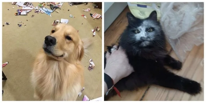 Наглость, которая восхищает и завораживает