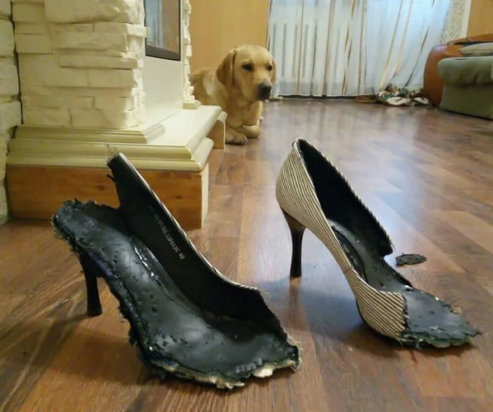 Наглость, которая восхищает и завораживает