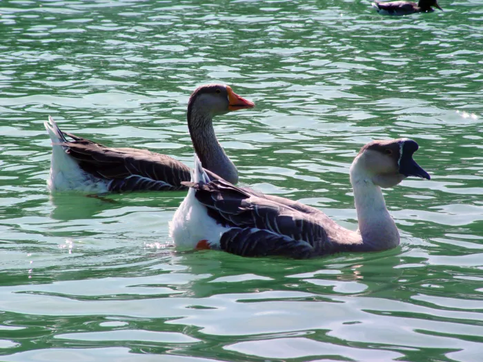 Китайский гусь: «Гусь-лебедь». Раньше его использовали как цепного пса и газонокосилку, а сейчас это замечательный питомец!