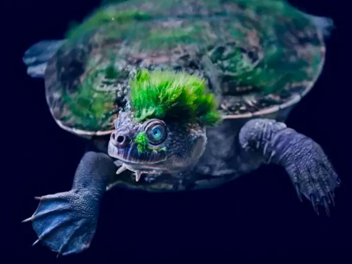 Черепаха Мэри-Ривер: Они настолько не хотят шевелиться, что зарастают водорослями и дышат задом наперёд