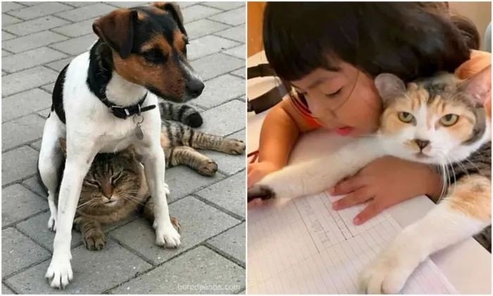 Это жизнь: 30 животных, которые смирились с обстоятельствами