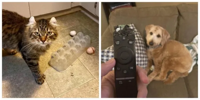 День без пакостей – время на ветер