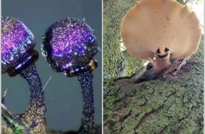 15 раз люди нашли нечто невероятное во время лесных прогулок