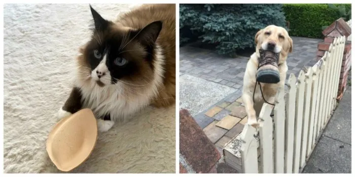 Это всё для тебя: животные, которые подарили хозяевам самое дорогое