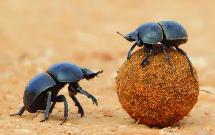 Очень полезные насекомые, обладающие отвратительными пищевыми пристрастиями