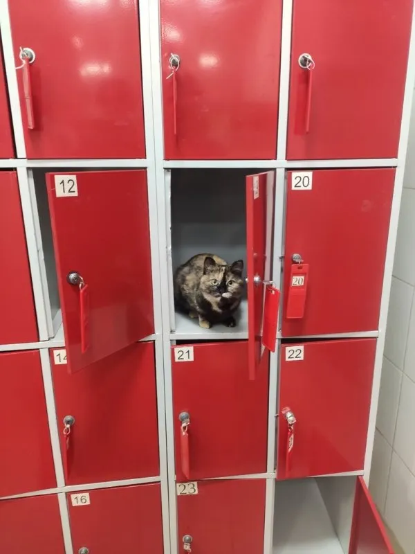 "Вижу цель - не вижу препятствий": коты в необычных местах