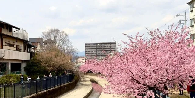 В Японии раньше срока зацвела сакура