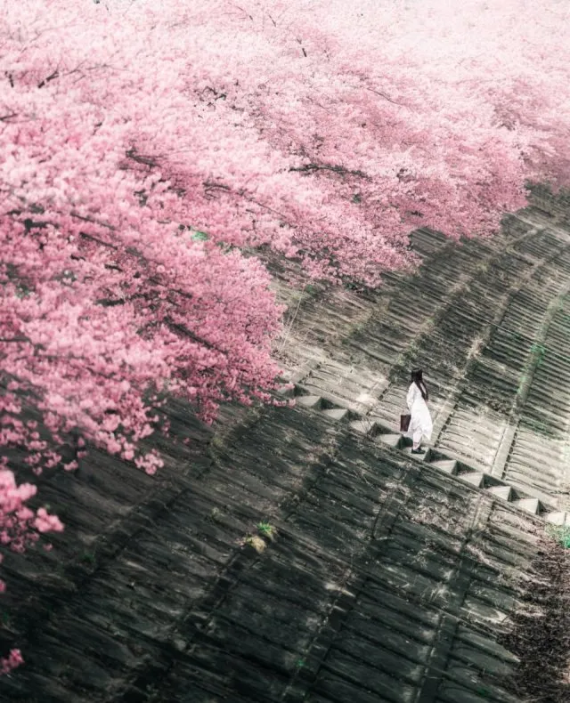 В Японии раньше срока зацвела сакура