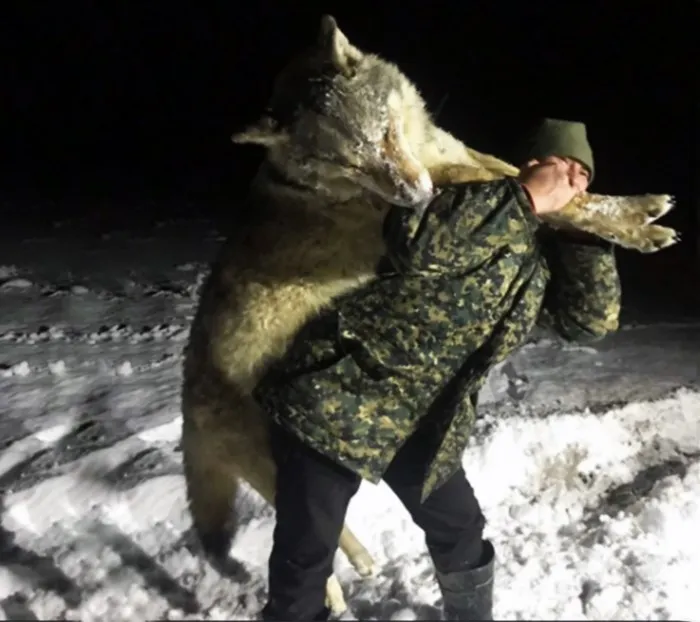 Волки-гиганты. Самые крупные волки, добытые охотниками