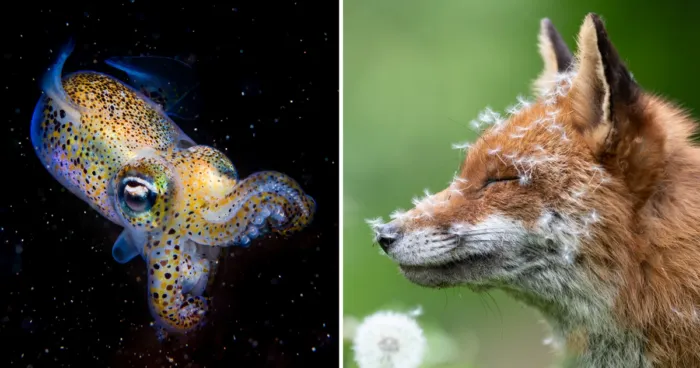 Победители британского конкурса фотографий дикой природы British Wildlife Photography Awards 2023