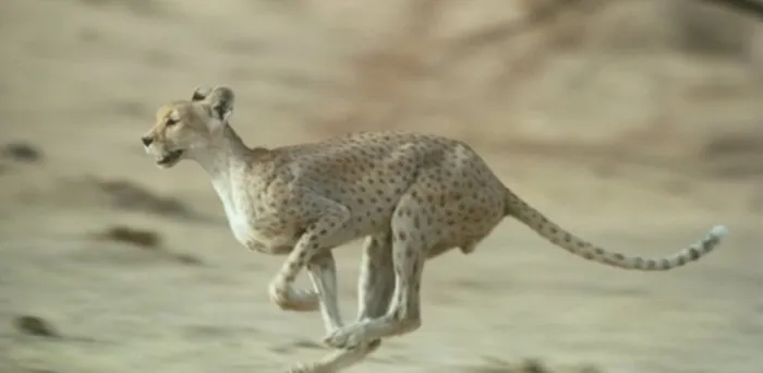 Северо-западный африканский гепард: Тощий призрак пустыни. Этот подвид живёт в Сахаре и очень сильно отличается от остальных гепардов