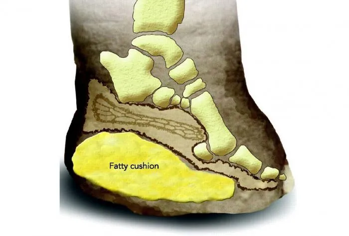 Что мы ещё не знаем о слонах? Непривычные факты, которые не рассказывают в школе