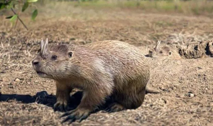 Рогатый суслик: Единственный грызун за всю историю планеты, у которого были рога! Зачем они понадобились?