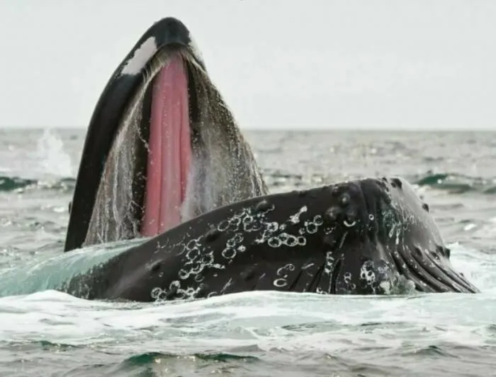 Мужчина угодил прямо в пасть огромного кита: что с ним после этого стало