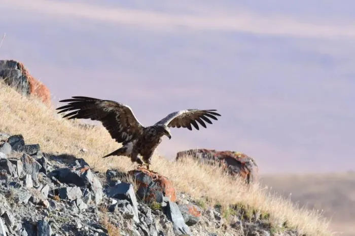 Степной орёл: Король помоек и гроза грызунов. Одна из крупнейших хищных птиц, которая не пользуется своими преимуществами