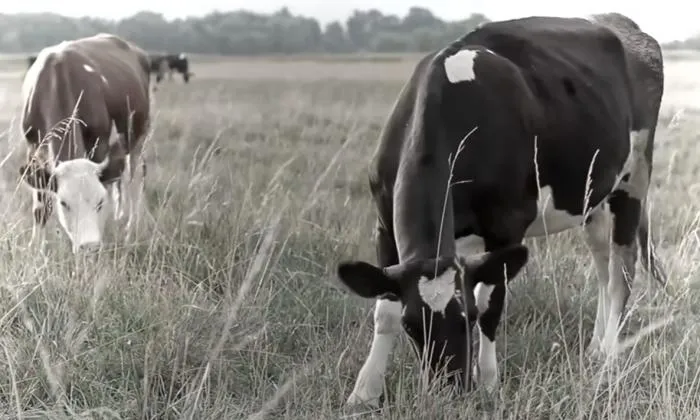 Престижные антикоммунистические газоны: почему придомовые лужайки в США выглядят одинаково