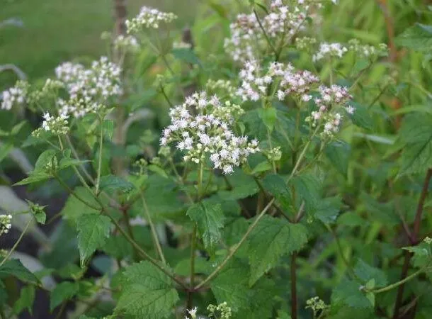 25 растений, с которыми нужно быть предельно осторожными