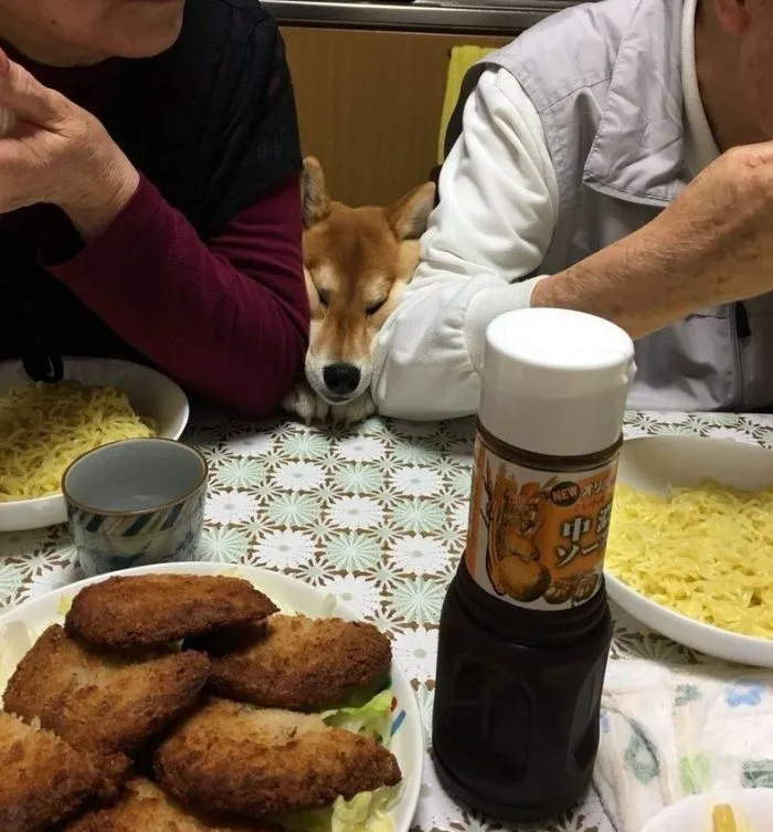 Тяжела ты, шапка Котомаха: повседневные бытовые сложности, с которыми сталкиваются домашние питомцы