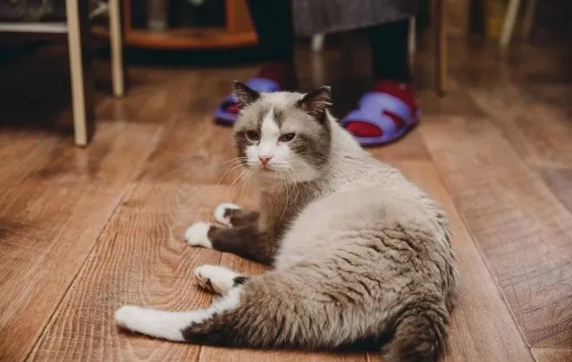 В Тюмени умер самый пожилой кот России по кличке Дашун