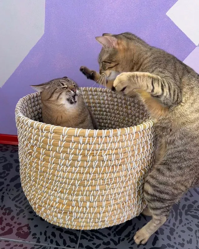 Трагедия Степана в трех актах