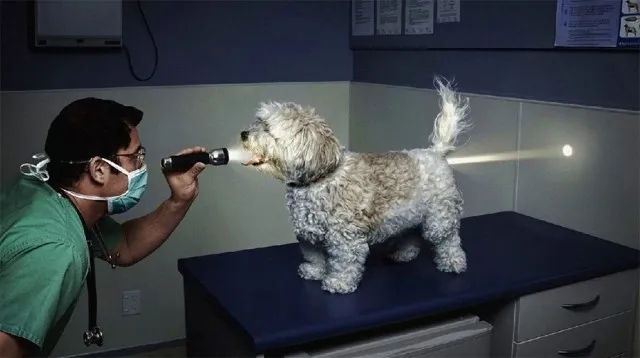 Немного картинок