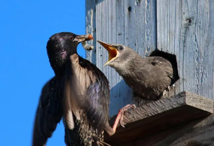 Как построить дом и не угробить жильцов в нём? Руководство по созданию правильного скворечника