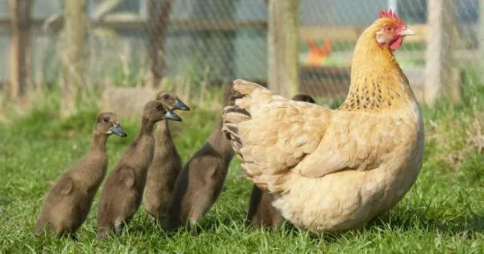 Почему утята следуют за пакетами, а журавли влюбляются в смотрителей? Запечатление — удивительное свойство детской психики