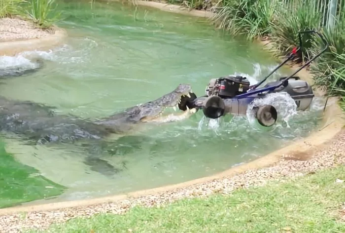 Почему в Австралии так много опасных животных? Рассказываю просто