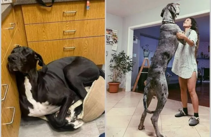 15 милейших догов, которые не понимают, насколько они огромны