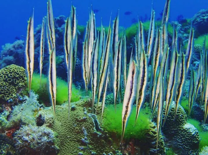 Обыкновенная кривохвостка: Рыба, которая всю жизнь плавает вверх тормашками. Зачем она это делает?