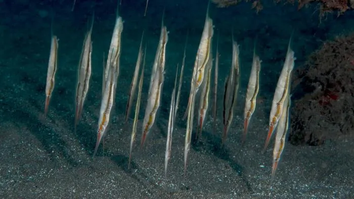 Обыкновенная кривохвостка: Рыба, которая всю жизнь плавает вверх тормашками. Зачем она это делает?