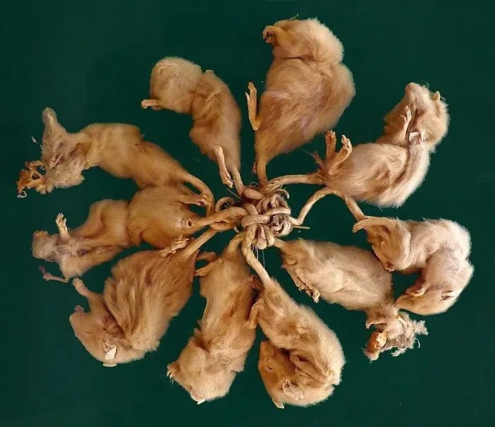 Крысиный король. Откуда берется этот уникальный природный феномен