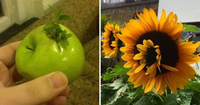 18 наглядных примеров вивипарии