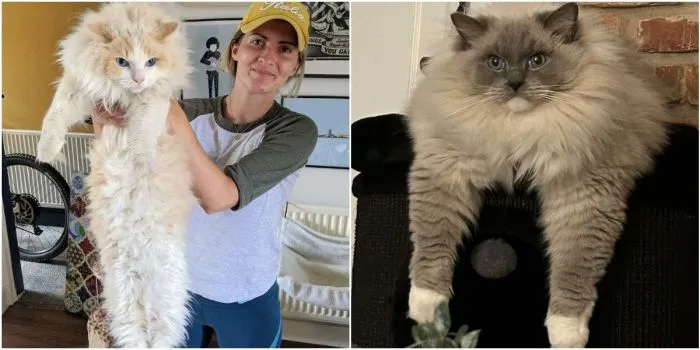 30 фото с рэгдоллами, которые влюбят вас в эту породу