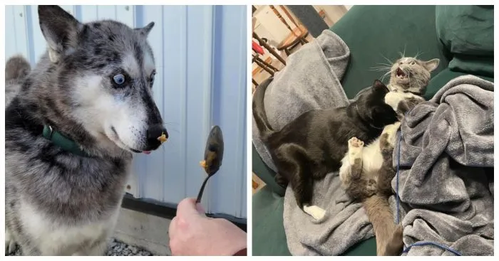 24 фотографии, доказывающие, что питомцы всегда на своей волне