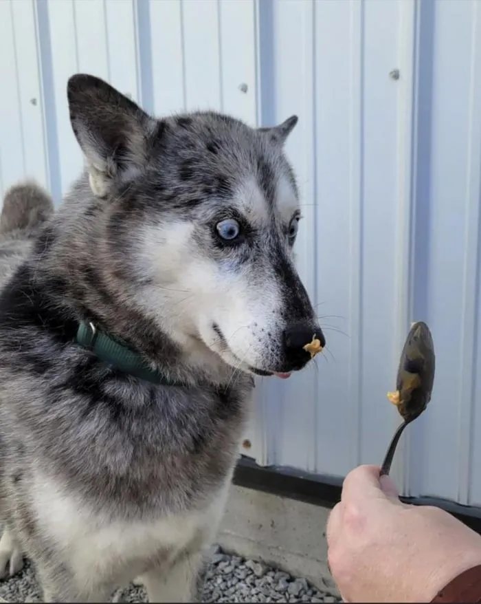 24 фотографии, доказывающие, что питомцы всегда на своей волне