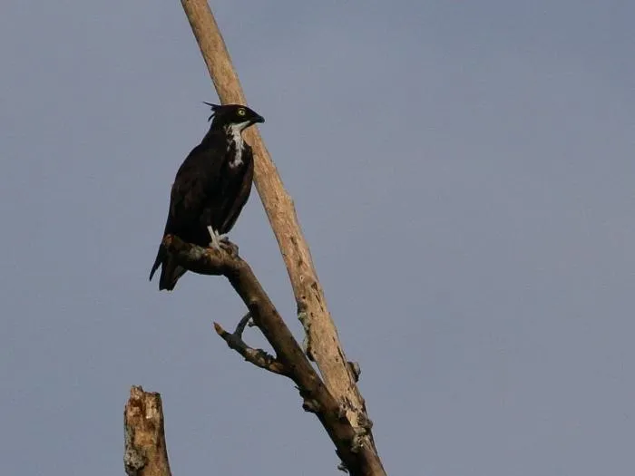 Широкоротый коршун: Его специализация — охота на летучих мышей во тьме. Для этого он отрастил самый большой рот среди своих сородичей