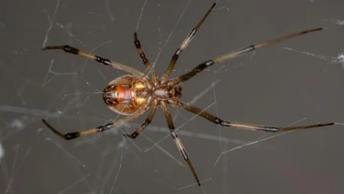 Незаметная война пауков: Коричневые вдовы штурмуют Америку, целенаправленно уничтожают чёрных вдов и захватывают их территории