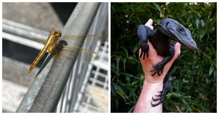 15 вещей и животных необычных цветов и окрасов, которые выделяет их среди остальных