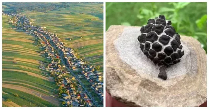 15 любопытных редкостей, которые не встретишь каждый день