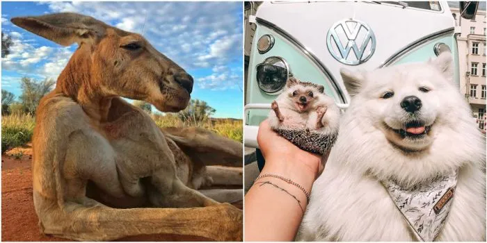 30 фотогеничных животных, которые шикарно получились на снимках