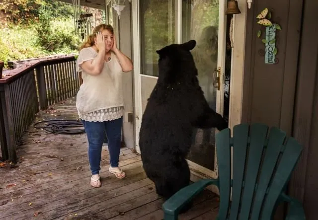 "Города сошли с ума": интересный проект фотографа из США о диких животных, живущих рядом с людьми