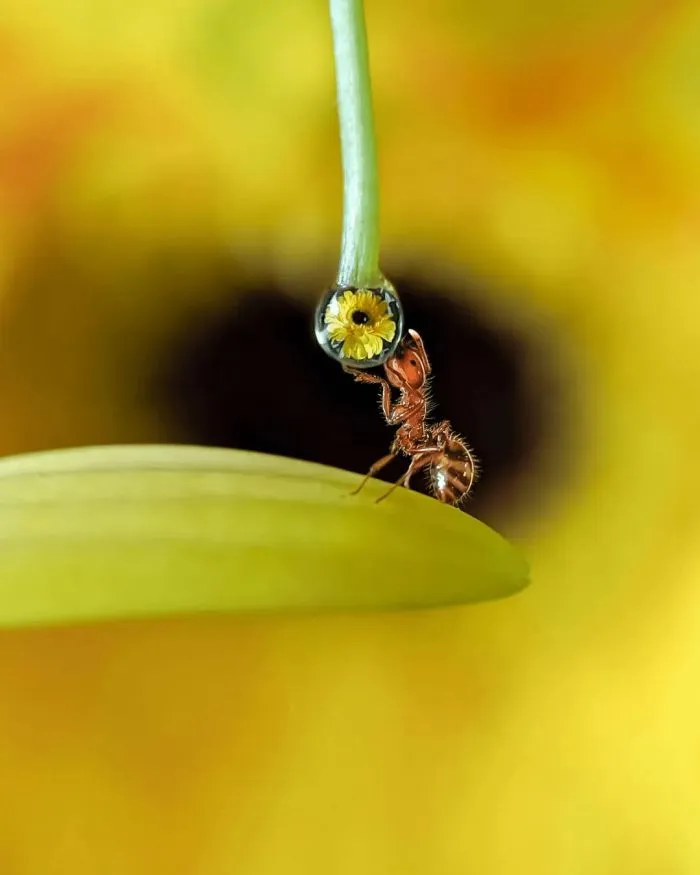 15 впечатляющих фото в жанре макросъёмки, которые покажут тайную жизнь братьев наших самых меньших